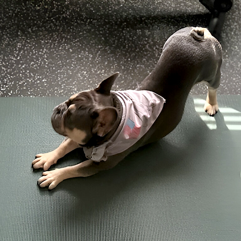 Luka is modelling the Medium-Large bandana and showing exemplary form in the Downward Dog pose.