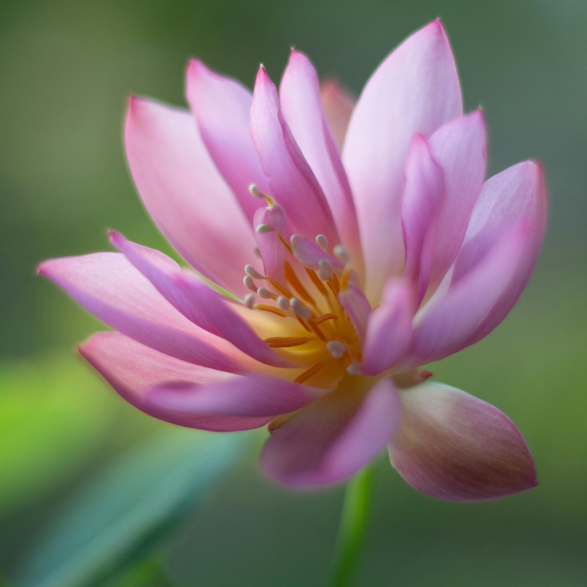Donate to VYP